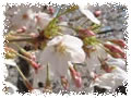 2004桜